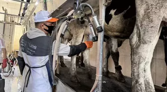 Fırat Üniversitesi'nden Süt Sığırlarında Mastitis Önleme Cihazı