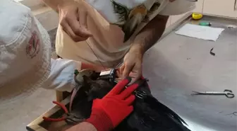 Kelaynakların Göçü Takip Ediliyor: Umut ve Sıla İsimli İki Birey Uydu Vericisiyle Göç Etti