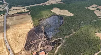 Uşak'ta Anız Yangını Ormanlık Alana Sıçradı