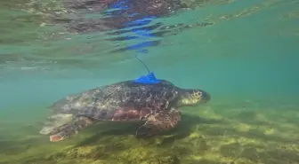 Antalya'da Caretta Carettalara Uydu Takip Cihazı Takıldı