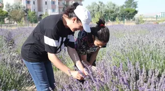 Van YYÜ'de 6. Tıbbi ve Aromatik Bitkiler Hasat Bayramı Düzenlendi