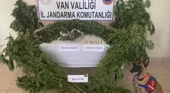 Van'da 127 Kök Kenevir ve Esrar Ele Geçirildi