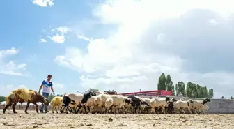 Van'da Hayvan Pazarı Yeniden Açıldı