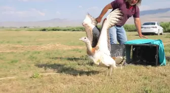 Yaralı Toy Kuşu Doğaya Salındı