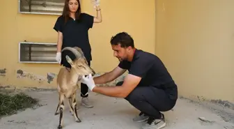 Van'da Yaralı Yaban Keçisi Yavrusu Tedaviye Alındı