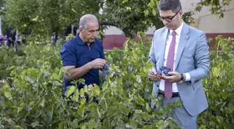 Van'da Erciş Üzümünün Hasadı Başladı