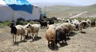 Erciş'te Besiciler Yaylada Peynir Üretiyor