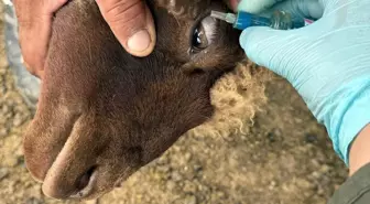 Ardahan'da Veterinerler Hayvan Hastalıklarını Önlemek İçin Zorlu Yayla Yolculukları Yapıyor