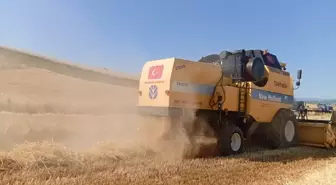 Vezirköprü'de Buğday Hasadı Başladı