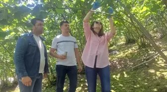 Giresun'da Kahverengi Kokarcayla Mücadele İçin Samuray Arıları Salındı