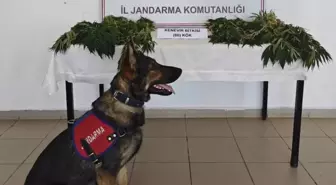 Yalova'da Yasa Dışı Kenevir Eken Zanlı Tutuklandı