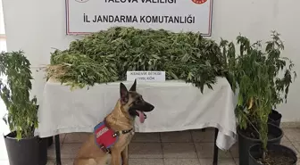 Yalova'da Hint Keneviri Yetiştiren Şüpheli Tutuklandı