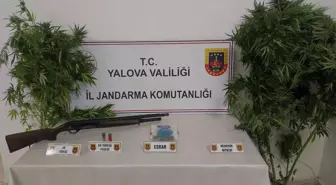 Yalova'da Kenevir Satışı Yapan İki Zanlı Gözaltına Alındı