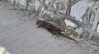 Yalova'da Yaralı Su Samuru Tedavi Altına Alındı