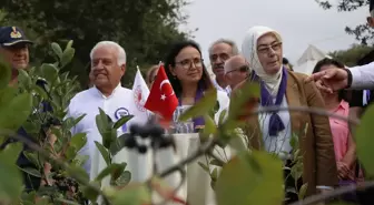 Yalova'da Organik Aronya Hasat Dönemi Başladı