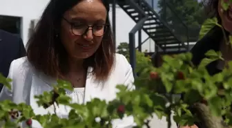Yalova Bonsai Müzesi'nde Hasat Zamanı