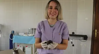 Yaralı Ak Karınlı Ebabil Kızılırmak Deltası'nda Tedavi Altına Alındı