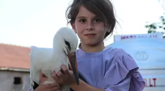 Saray Köyü'nde Yavru Leyleğe Özenle Bakılıyor