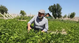 Kocasinan Belediyesi'nden Yerel Tohumların Sürdürülebilirliği İçin Önemli Adım