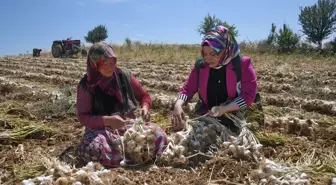 Yeşilay Kastamonu, Emekçi Kadınları Sarımsak Tarlasından Ziyaret Etti