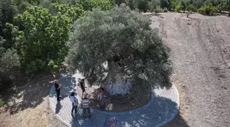 Mersin’de 1316 Yaşındaki Anıt Zeytin Ağacı İle Zeytin Üretimi Öne Çıkıyor