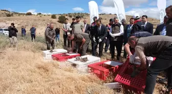 Yozgat'ta 1000 Kınalı Keklik Doğaya Salındı