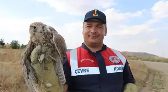 Yozgat'ta Ulu Doğan Koruma Altına Alındı