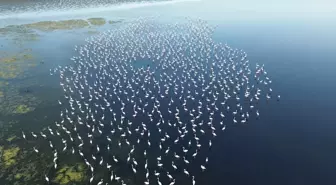 Yozgat'ta Flamingoların Koruma Altında Yaşadığı Gelingüllü Barajı