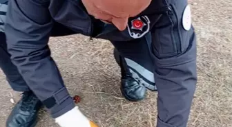 Yozgat'ta Kediyi Konserve Kutusundan Güvenlik Görevlisi Kurtardı