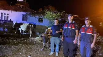 Kaybolan 5 Büyükbaş Hayvan Jandarma Tarafından Bulundu