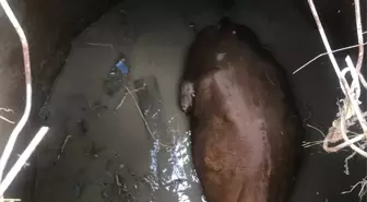 Yozgat'ta Su Kuyusuna Düşen İnek Kurtarıldı