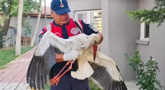 Yozgat'ta Yaralı Leylek Tedavi Altına Alındı