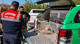 Yozgat'ta Yaralı Tilki Tedavi Altına Alındı