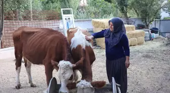 Yozgat'ta Hibe Destekleriyle Hayvancılık Gelişiyor