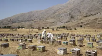 Ovacık'ta Organik Bal Hasadı Başladı