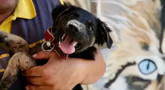 Zifte Saplanmış Köpek Yavrusu Tedavi Edilerek Hayata Döndü