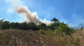 Zonguldak'ta Fındıklıkta Başlayan Yangın Kontrol Altına Alındı