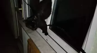 Sahipsiz Kedi İtfaiye Ekipleri Tarafından Kurtarıldı