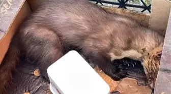 Zonguldak'ta Yaralı Sansar Tedavi Altına Alındı