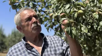 Emekli Maden İşçisi Deveci Armudu Üreticisi Oldu