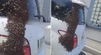 Otobanda arı istilası