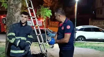 Batman'da Ağaçta Mahsur Kalan Yavru Kedi Kurtarıldı