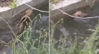 Domuz yavrusu, düştüğü kanaldan çıkmak için uzun süre mücadele etti