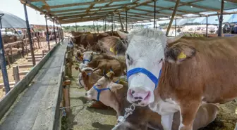 Dolandırıcılara Karşı Kurbanlık Alışverişinde Dikkat Uyarısı