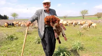 80 Yaşındaki Hüseyin Dede Çobanlık Yaparak Hayata Tutunuyor