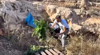 Şanlıurfa'da Mağarada Kenevir ve Uyuşturucu Hap Ele Geçirildi