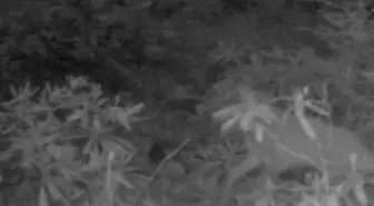 Yavru Karaca Ormanda Yeniden Annesiyle Buluştu
