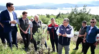 Sinop'ta Yabani Zeytin Ağaçları Ekonomiye Kazandırılıyor