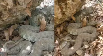 Tek ısırığı insanı öldürmeye yetiyor! O ilimizde görüntülendi