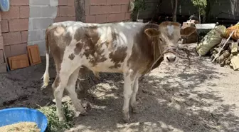 3 aylıkken ahırdan kaçtı, Kurban'a günler kala yakalandı